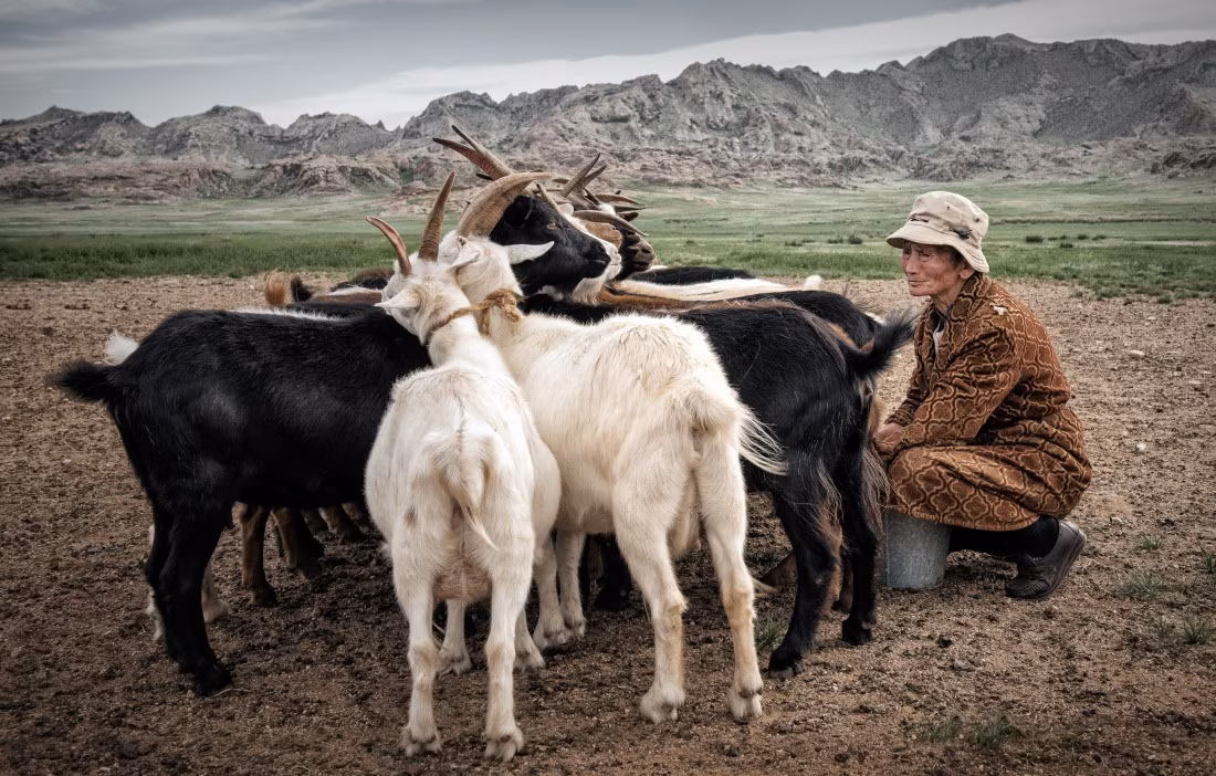 Nomadism in Central Mongolia